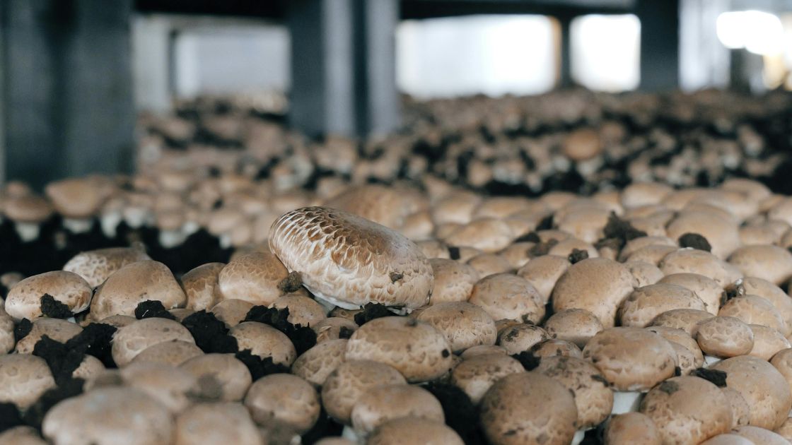 reefer shipping containers for growing mushrooms