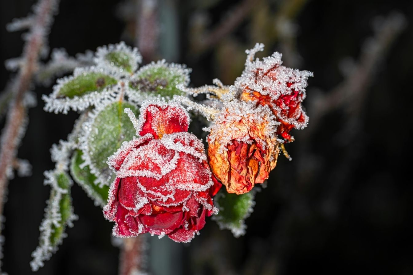 frozen flowers don't do well