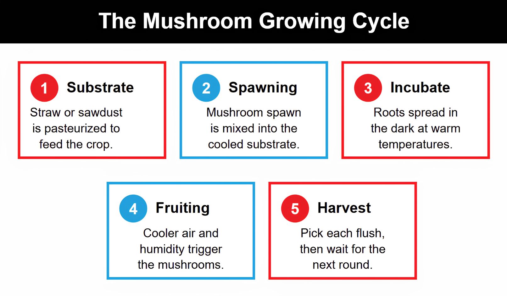 How to Grow Mushrooms Indoors Graphic